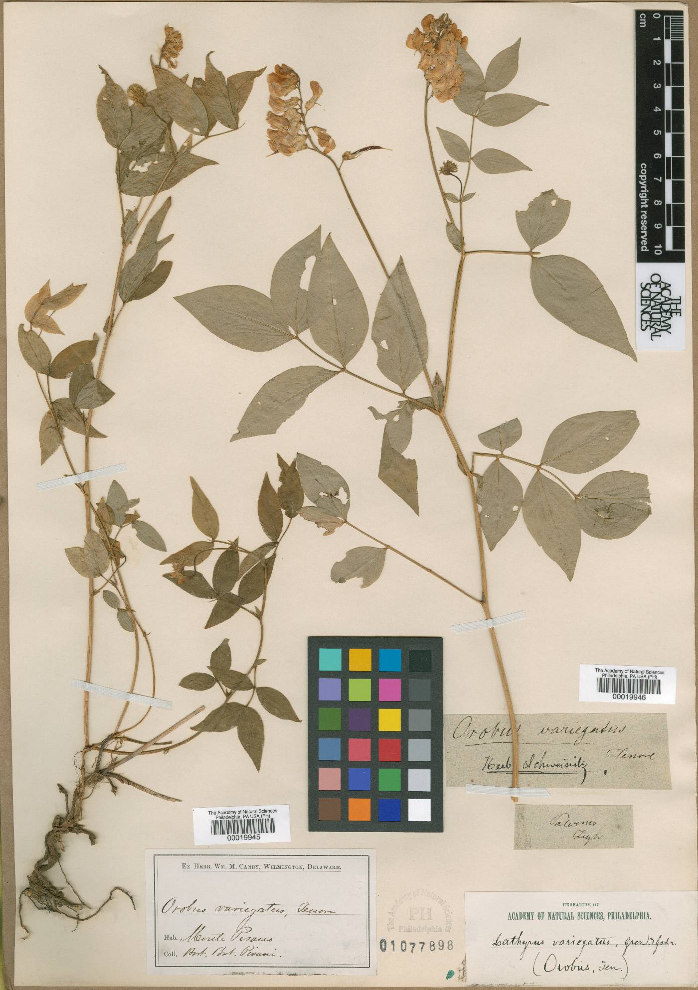Lathyrus venetus image