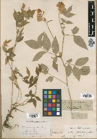 Lathyrus venetus image