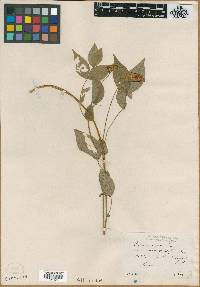 Lathyrus venetus image