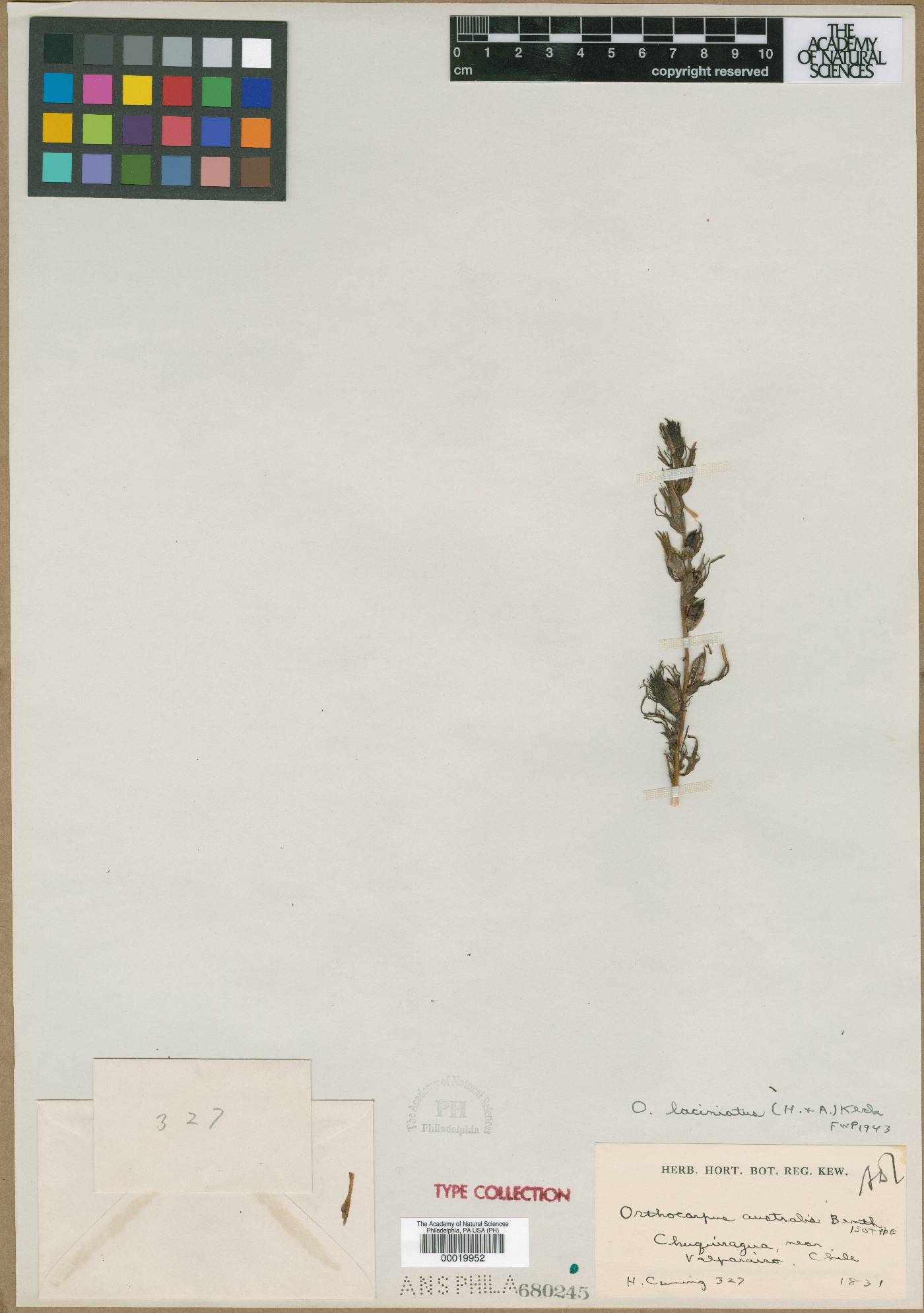 Castilleja laciniata image