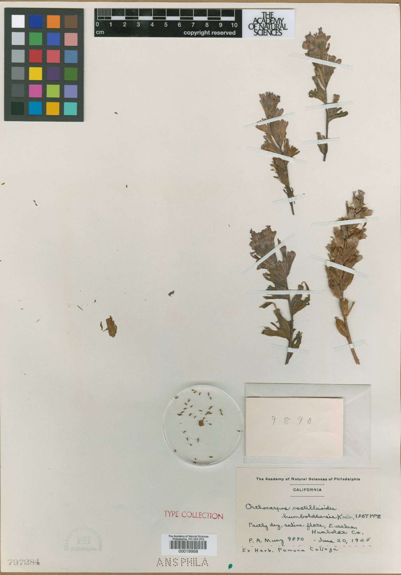 Orthocarpus castillejoides var. humboldtiensis image