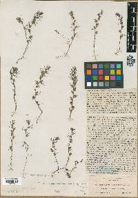 Orthocarpus erianthus var. micranthus image