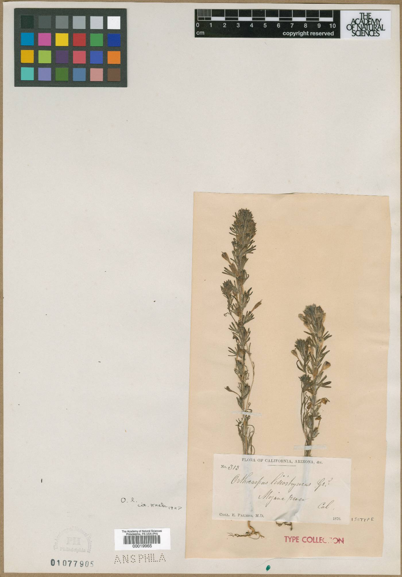 Orthocarpus lasiorhynchus image