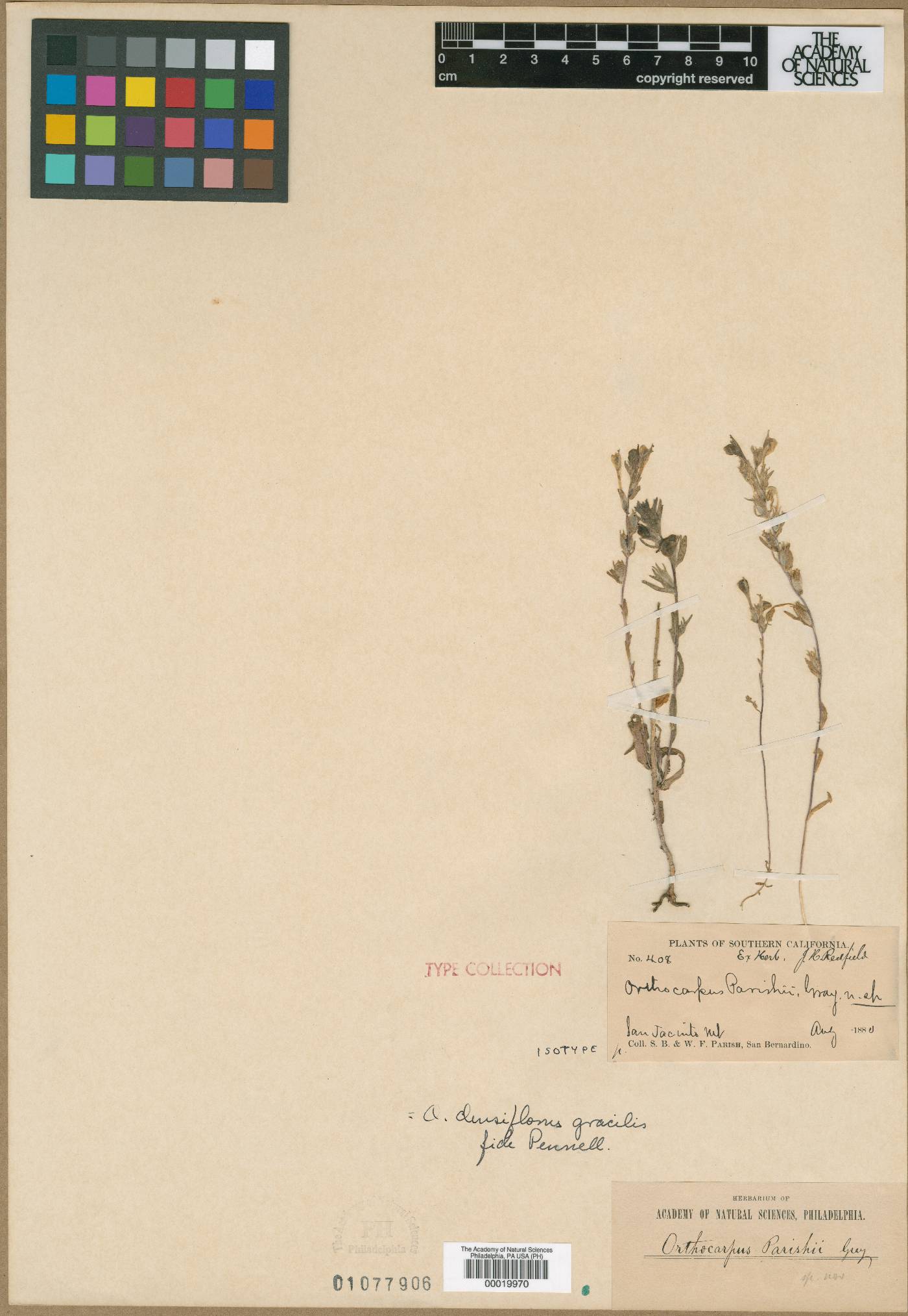 Castilleja densiflora var. gracilis image