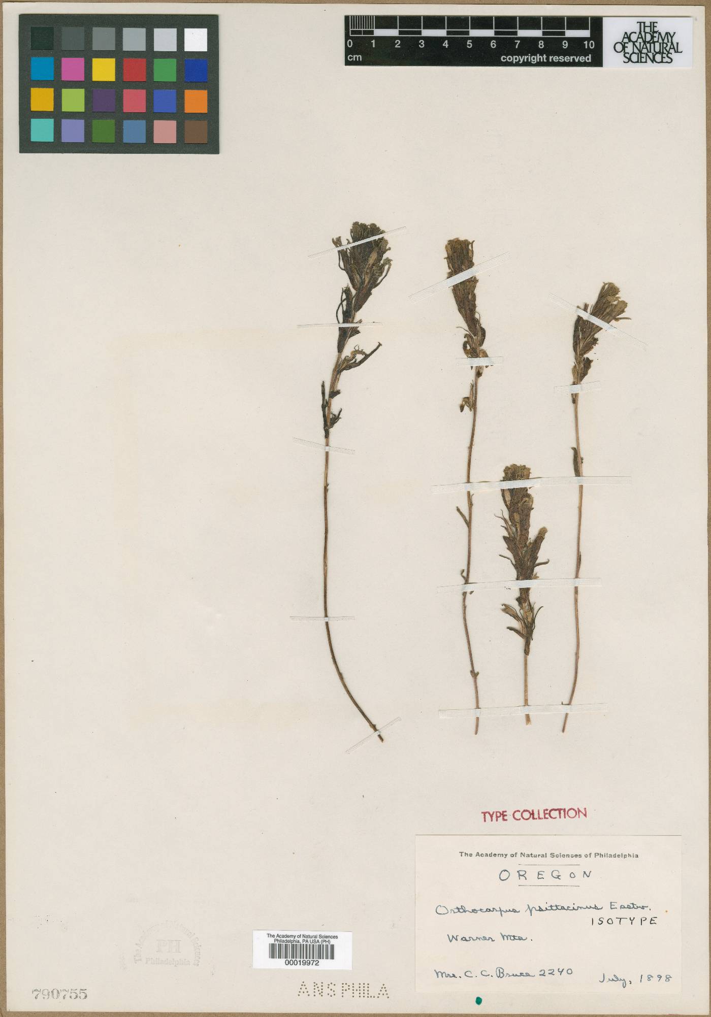 Orthocarpus psittacinus image