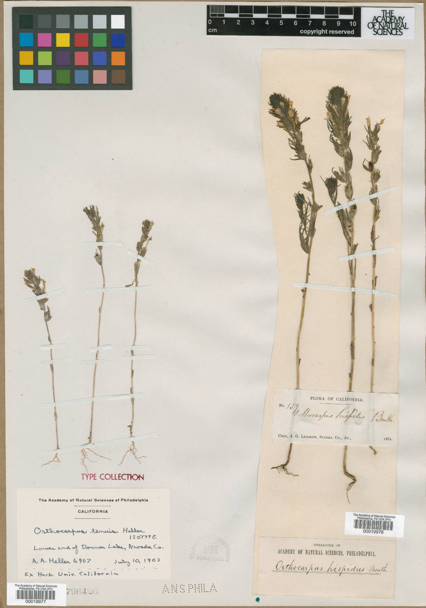 Orthocarpus tenuis image
