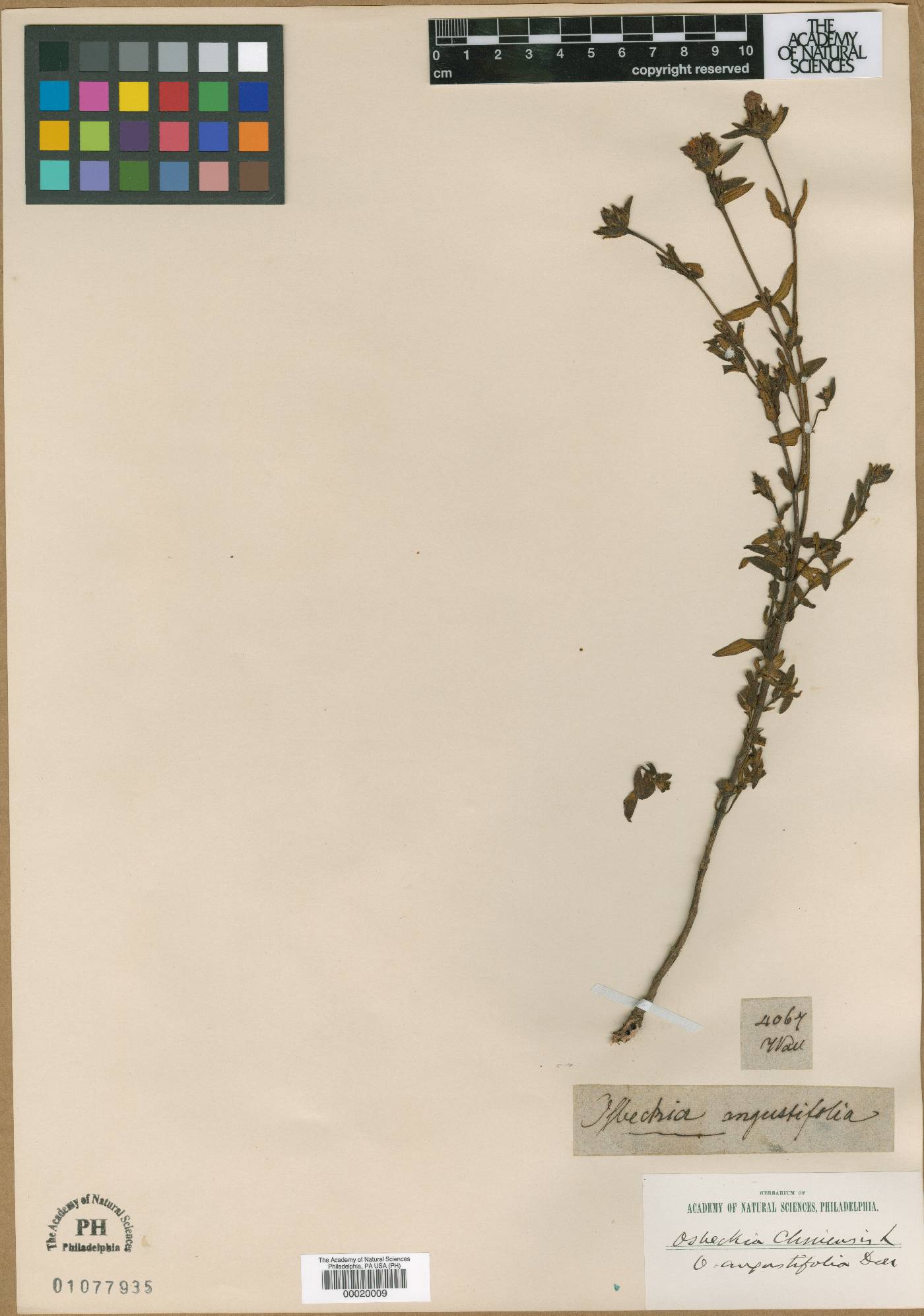 Osbeckia chinensis var. angustifolia image