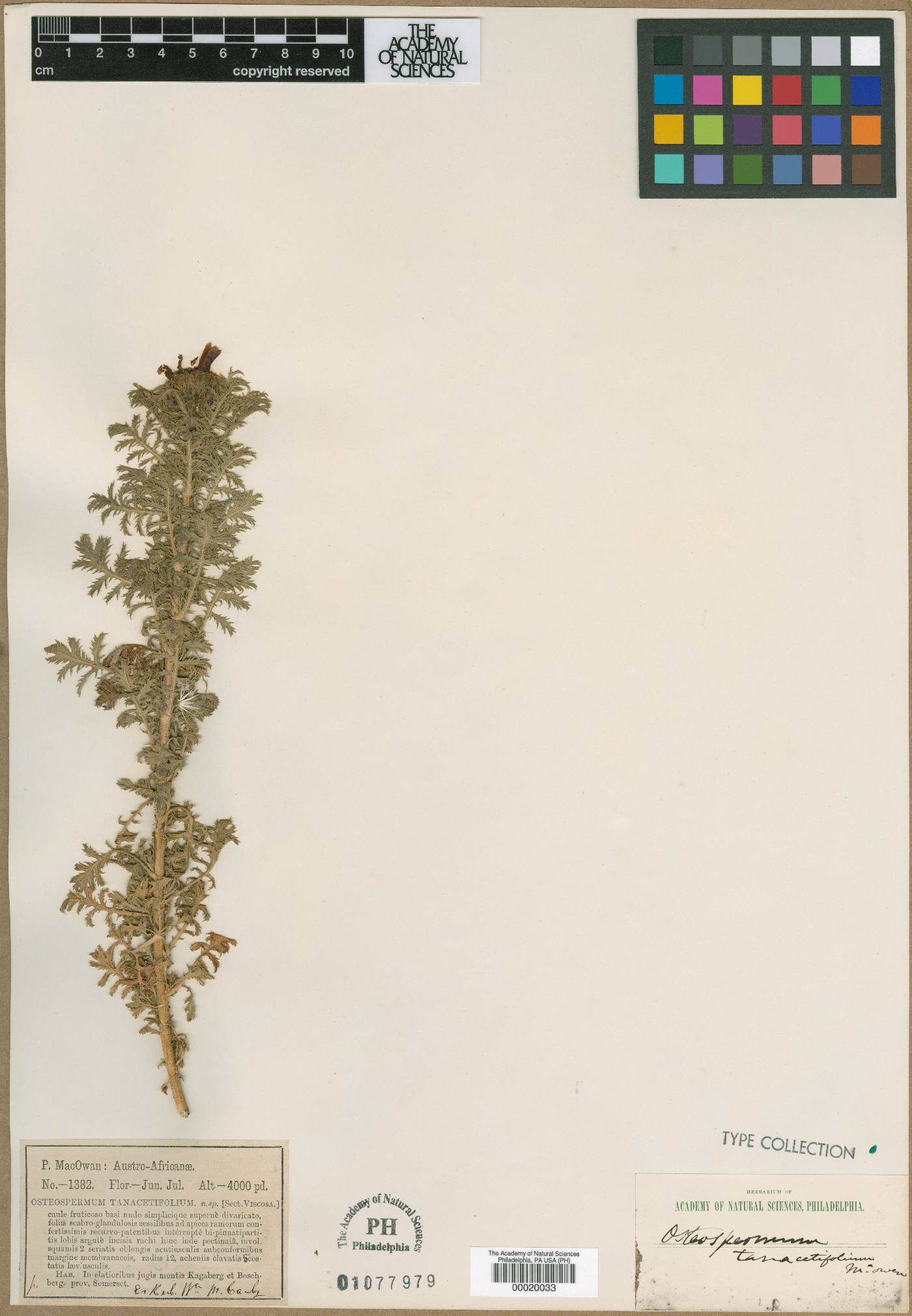 Garuleum tanacetifolium image