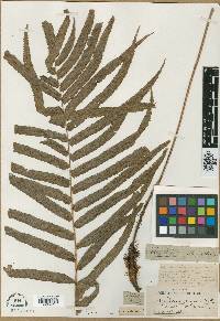 Polypodium elongatum image