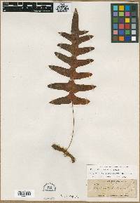 Polypodium ghiesbreghtii image