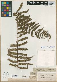 Polypodium giganteum image