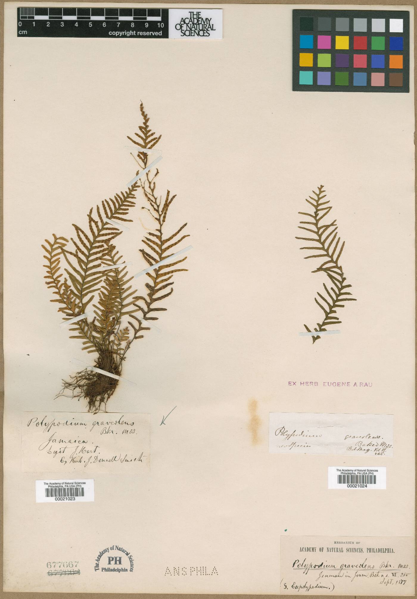 Ceradenia capillaris image