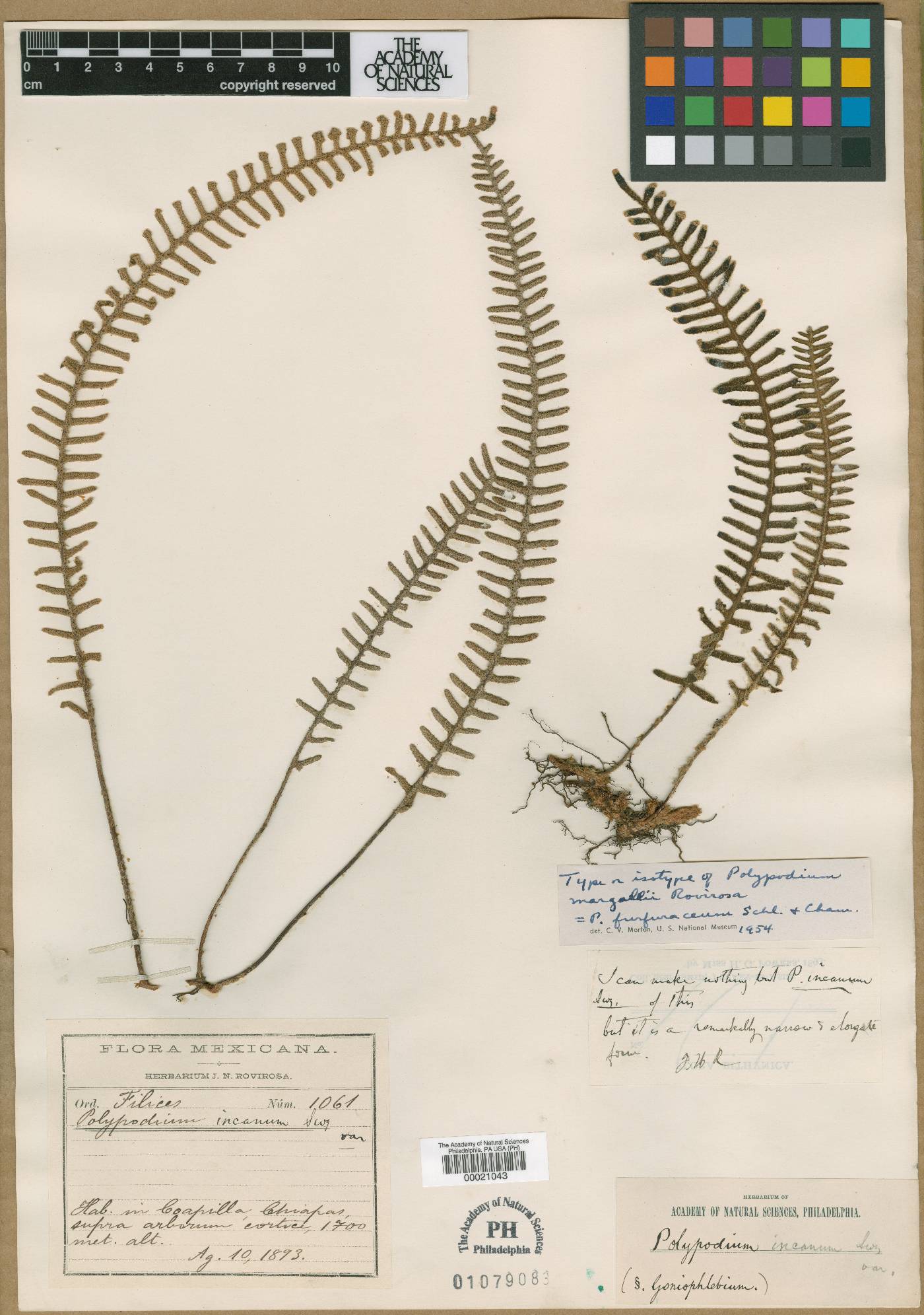 Polypodium margallii image