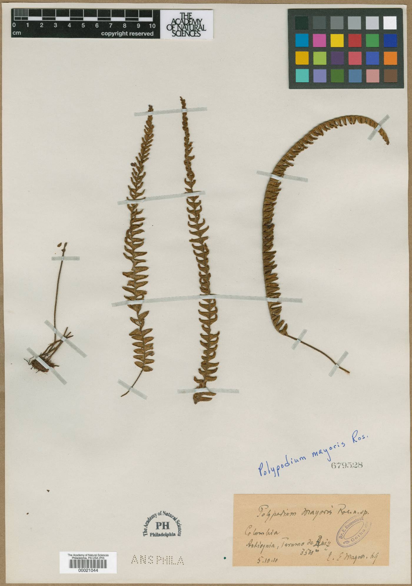 Ceradenia mayoris image