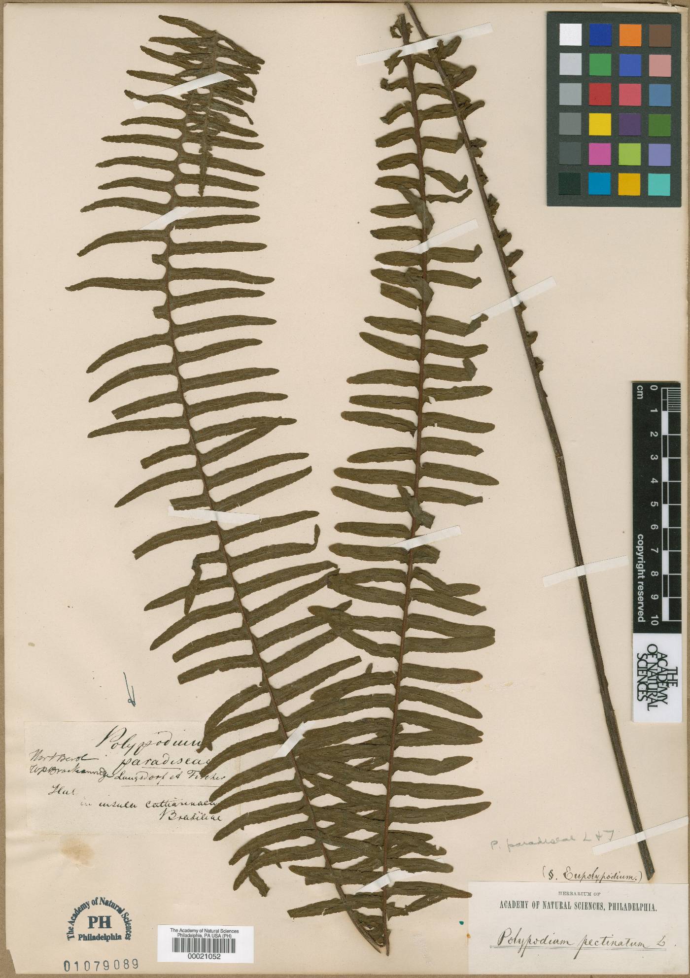 Pecluma paradiseae image