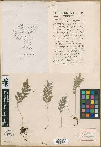 Polypodium prolongilobum image