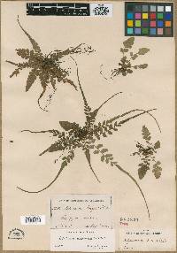 Polystichum rhizophyllum image