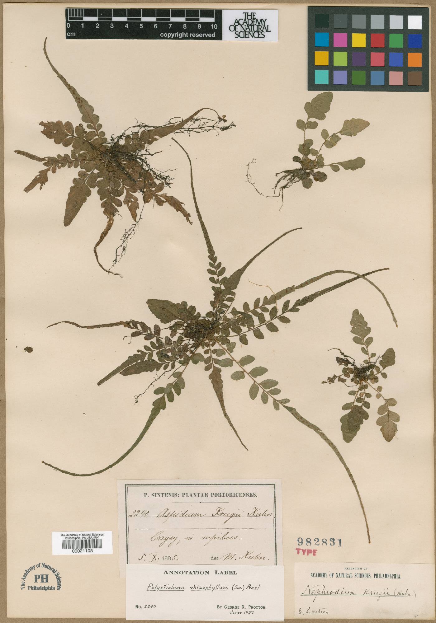 Polystichum rhizophyllum subsp. rhizophyllum image