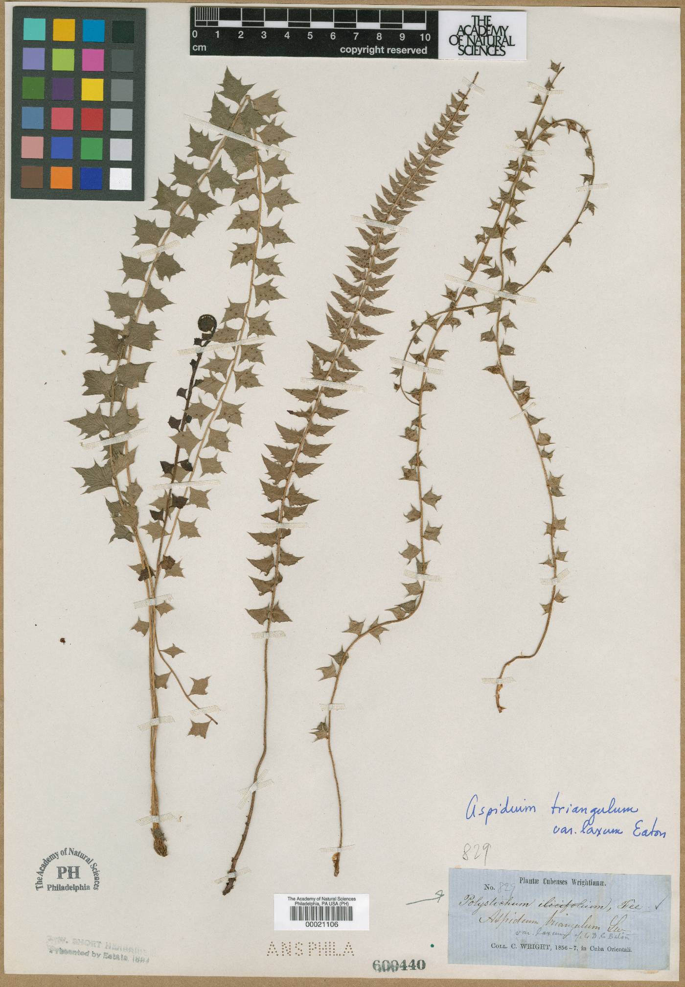 Polystichum ilicifolium image