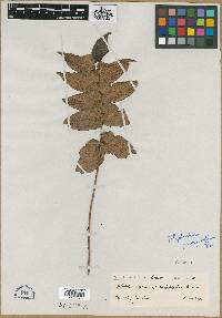 Cyrtomium pachyphyllum image