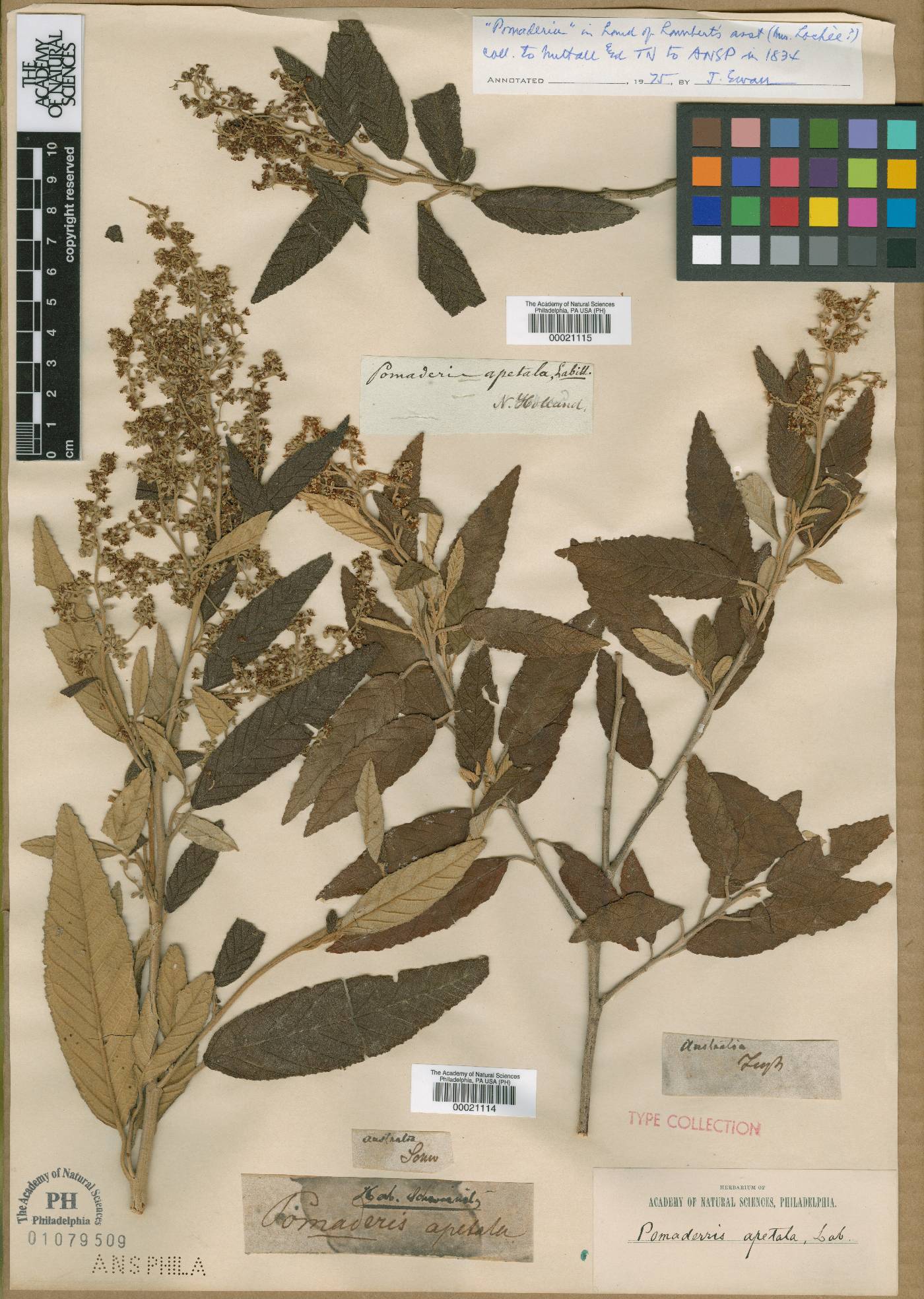 Pomaderris image
