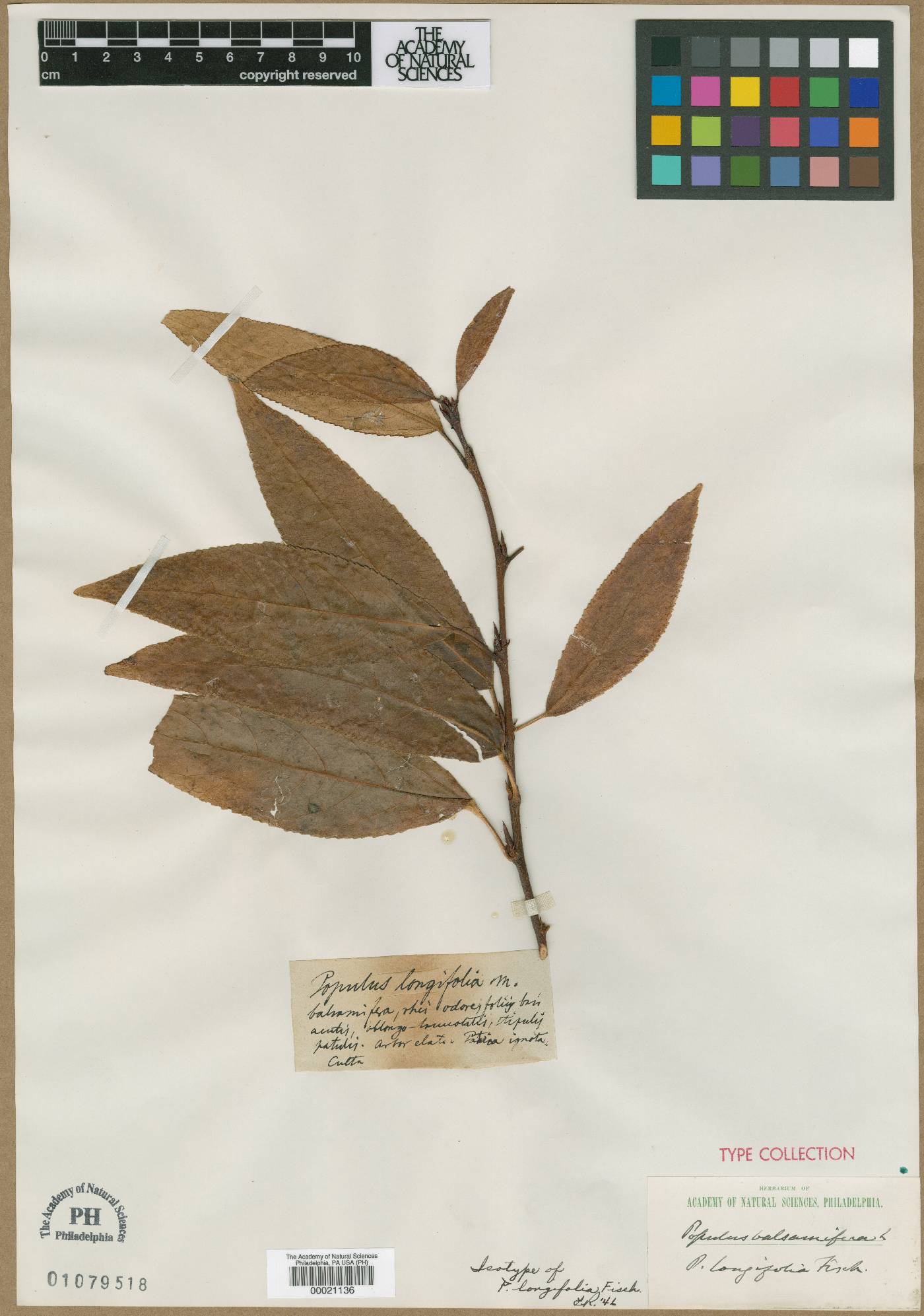 Populus longifolia image