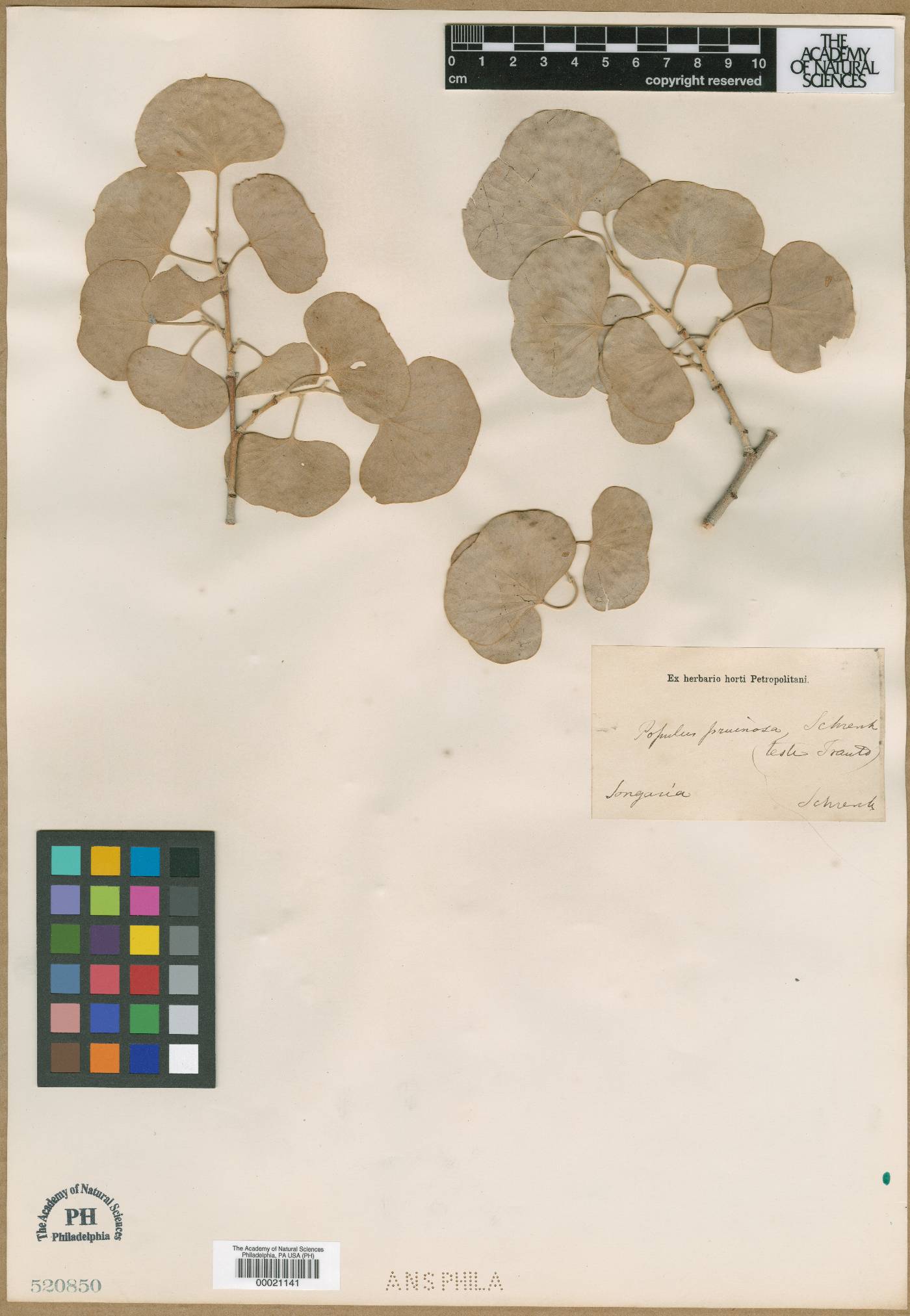 Populus pruinosa image