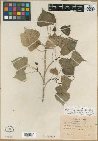 Populus deltoides subsp. monilifera image