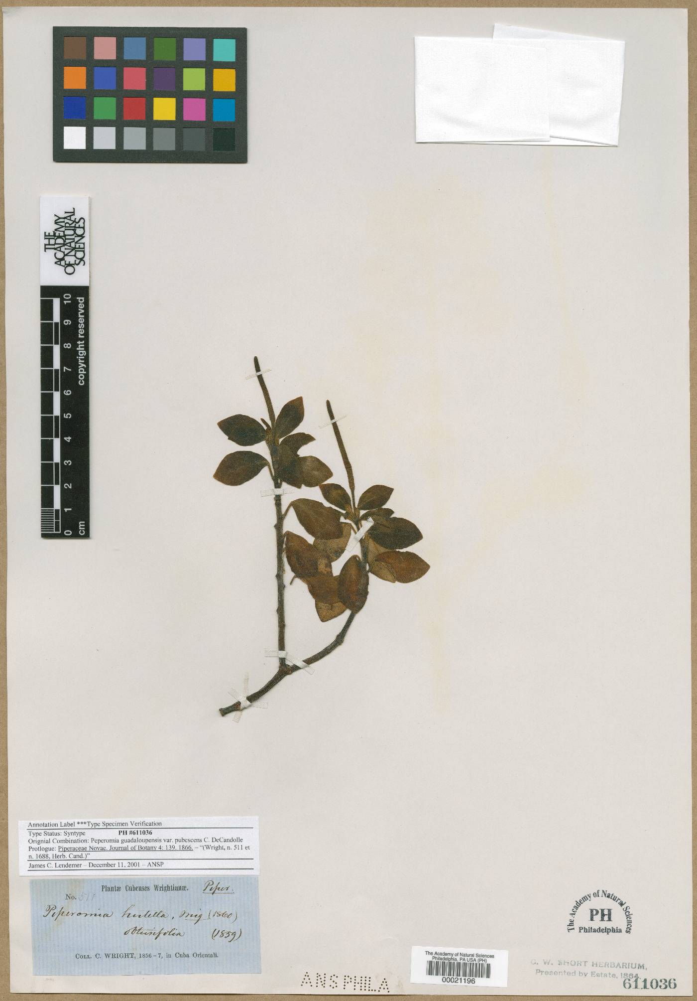 Peperomia guadaloupensis image