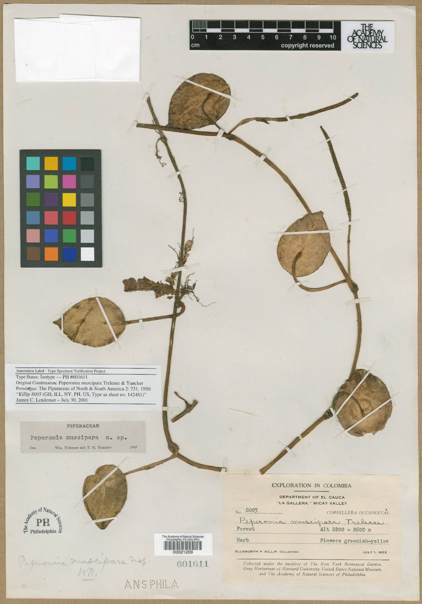 Peperomia muscipara image