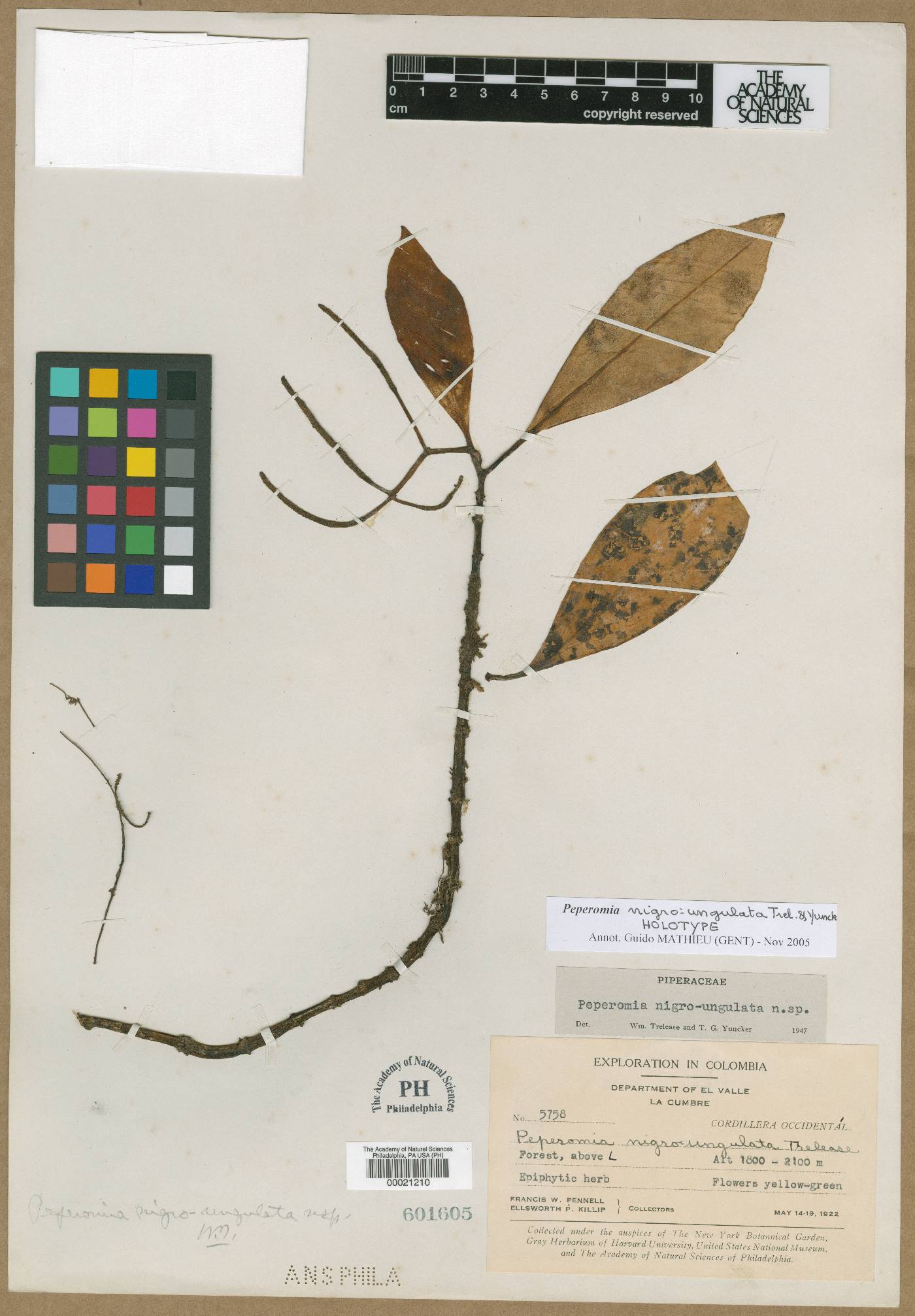 Peperomia nigro-ungulata image