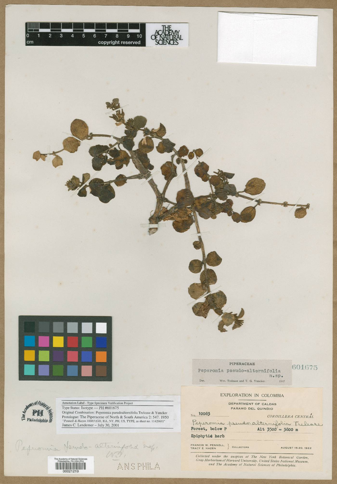 Peperomia pseudoalternifolia image