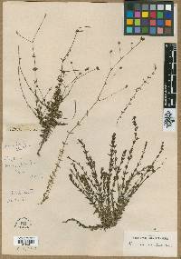 Perama hirsuta image