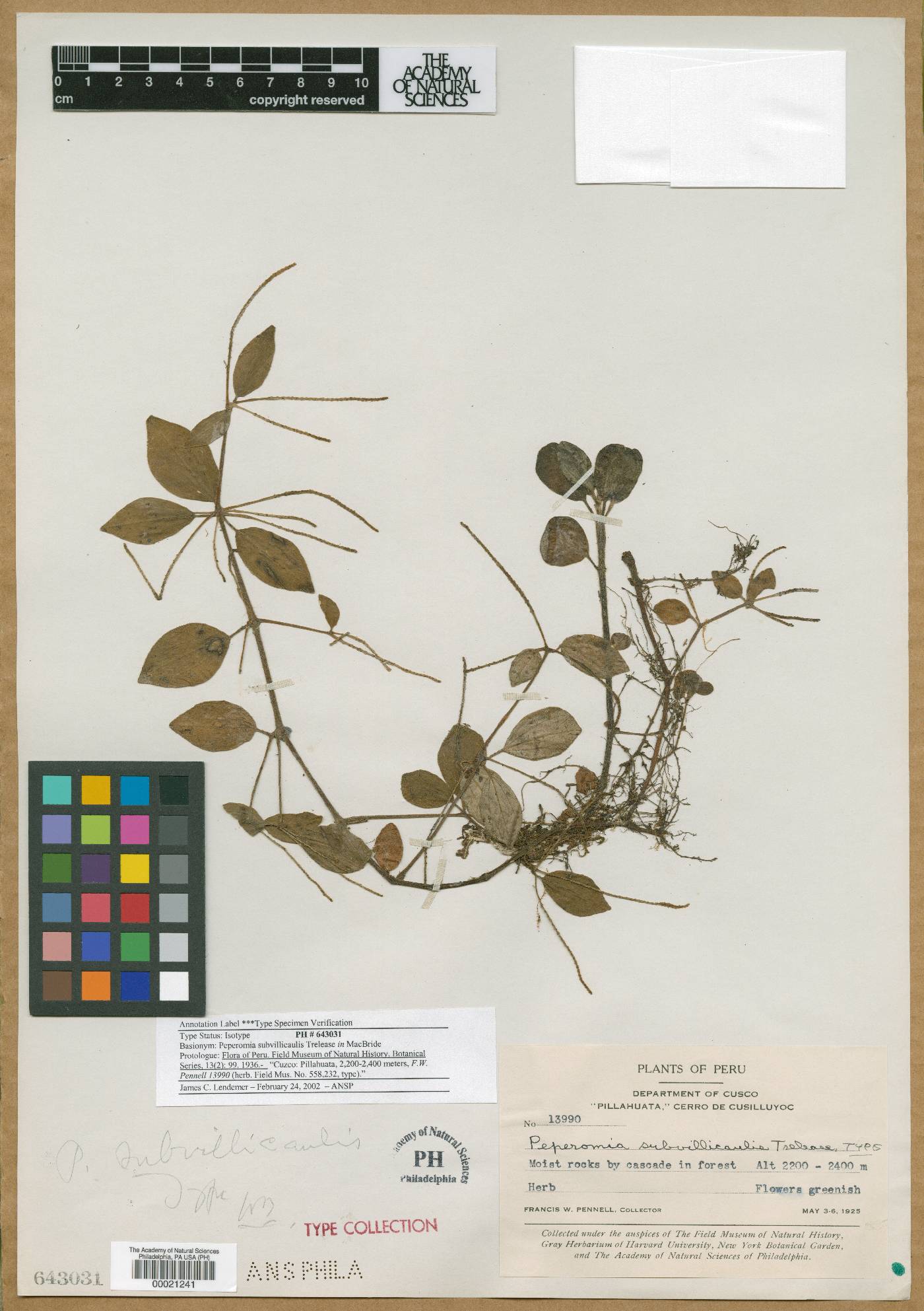 Peperomia subvillicaulis image
