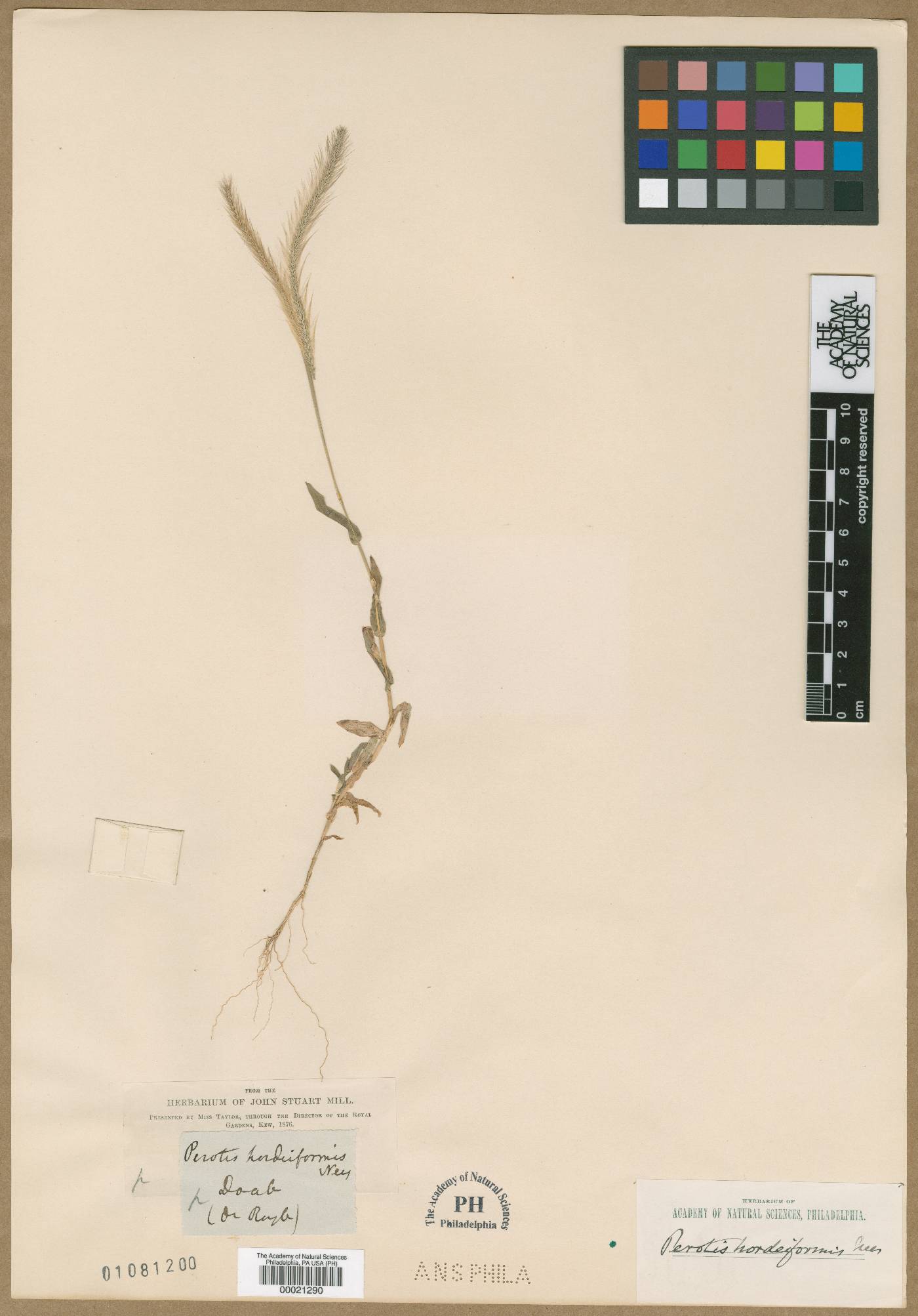 Perotis hordeiformis image