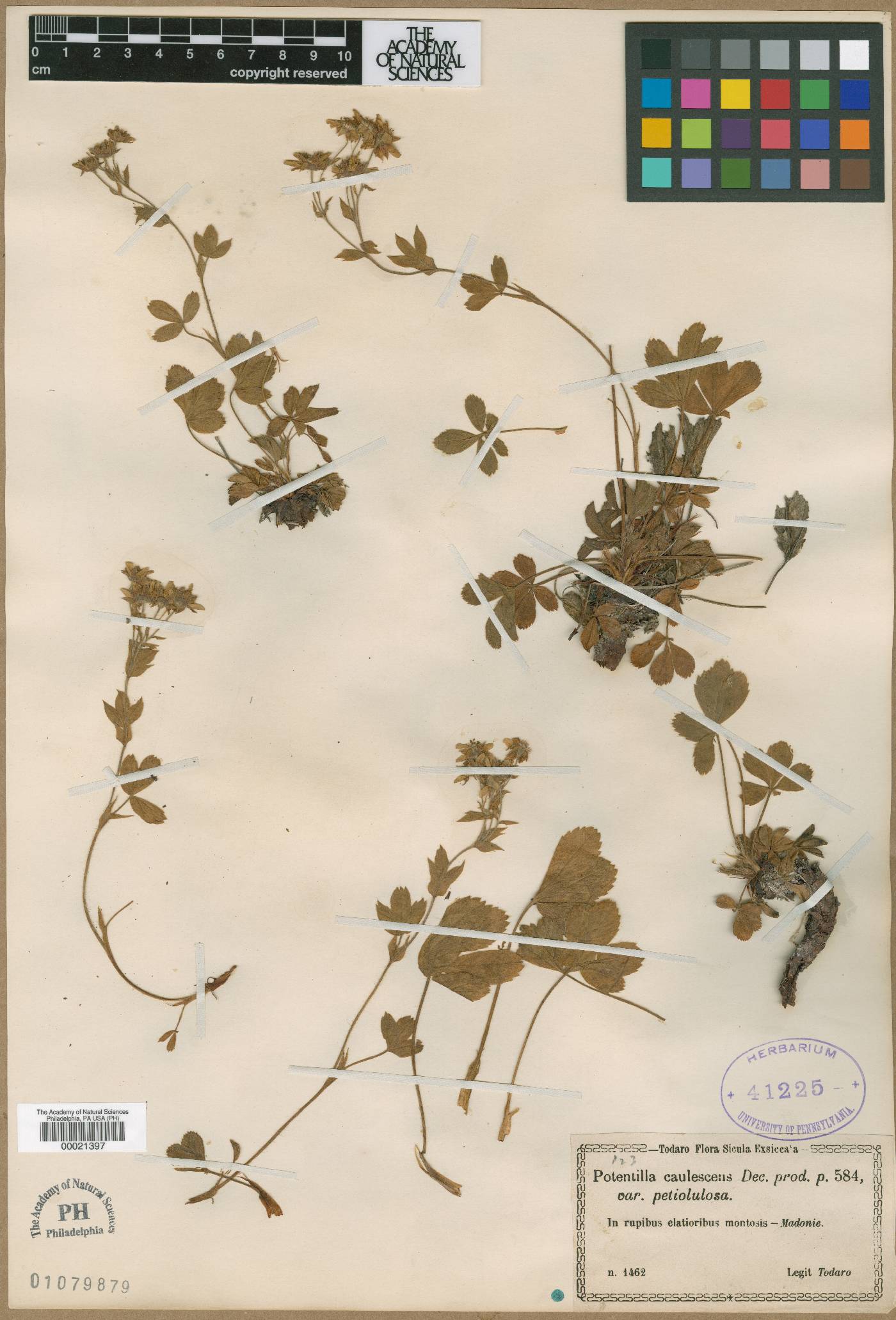 Potentilla caulescens subsp. caulescens image