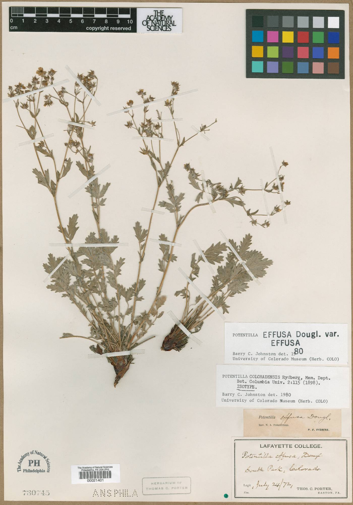 Potentilla coloradensis image