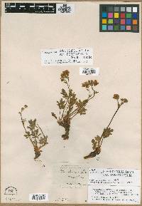 Potentilla diversifolia image