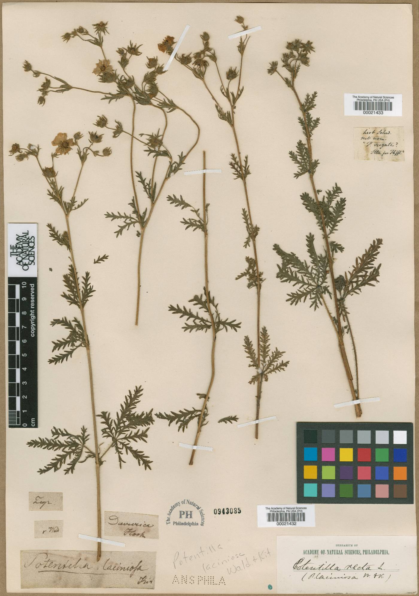 Potentilla recta subsp. laciniosa image