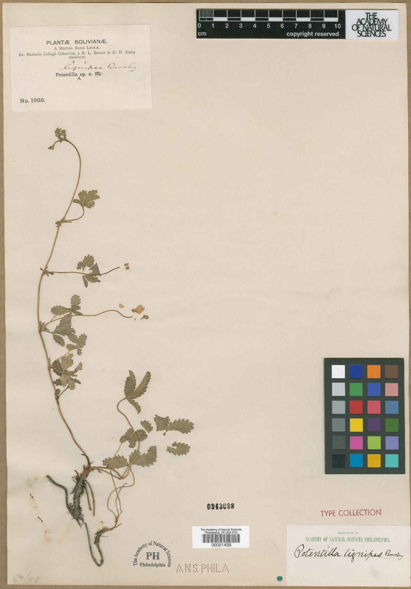 Potentilla lignipes image