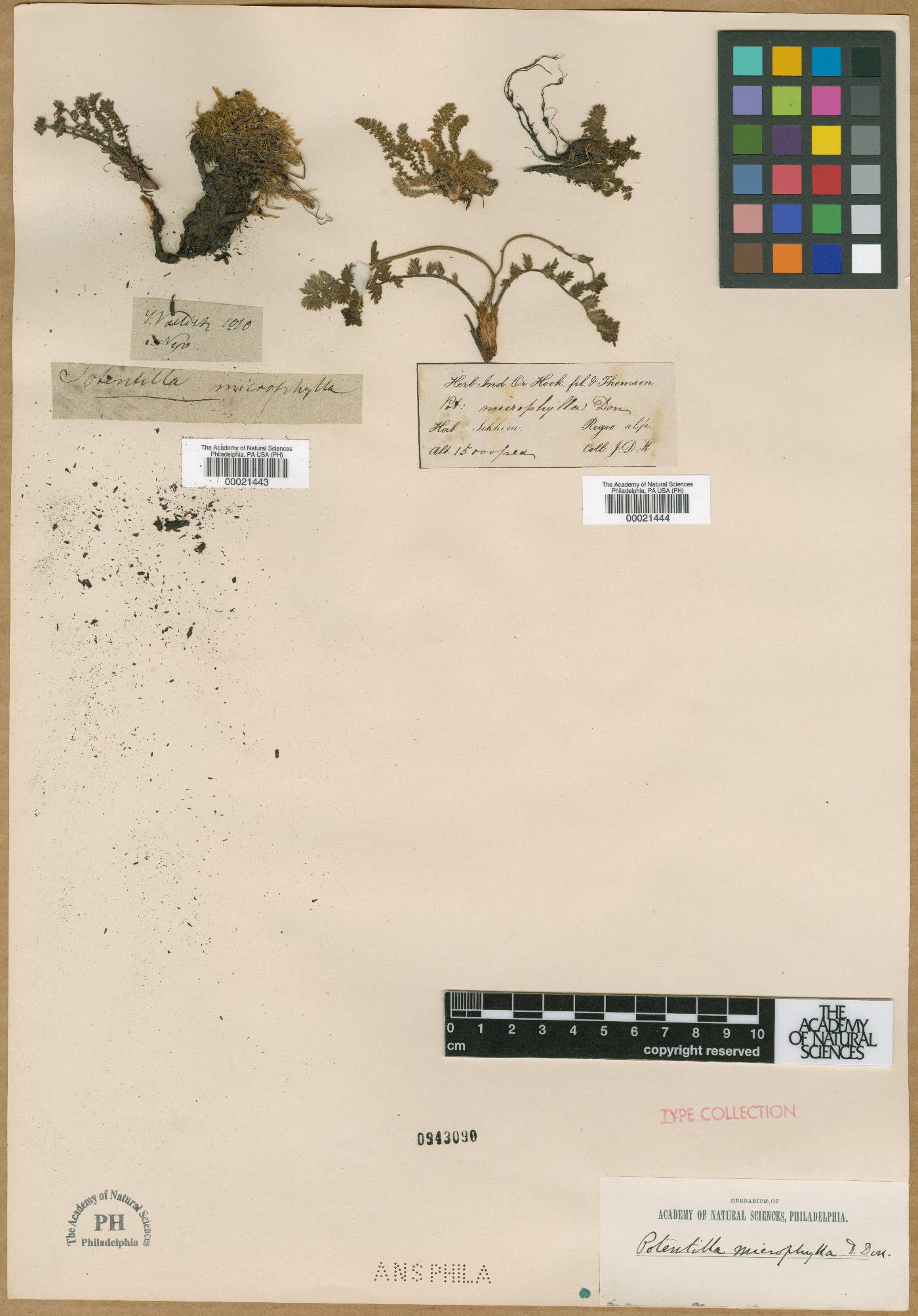 Potentilla microphylla image