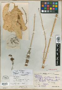 Ruagea insignis image