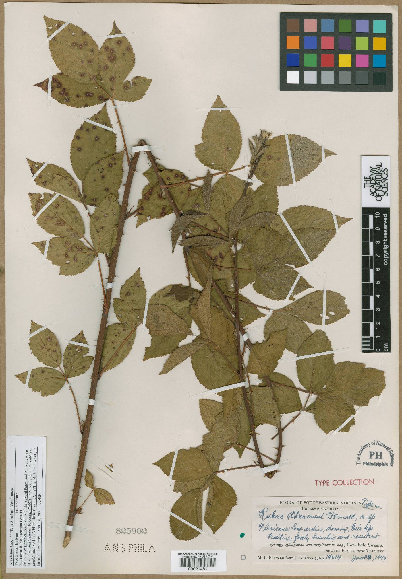 Rubus akermanii image