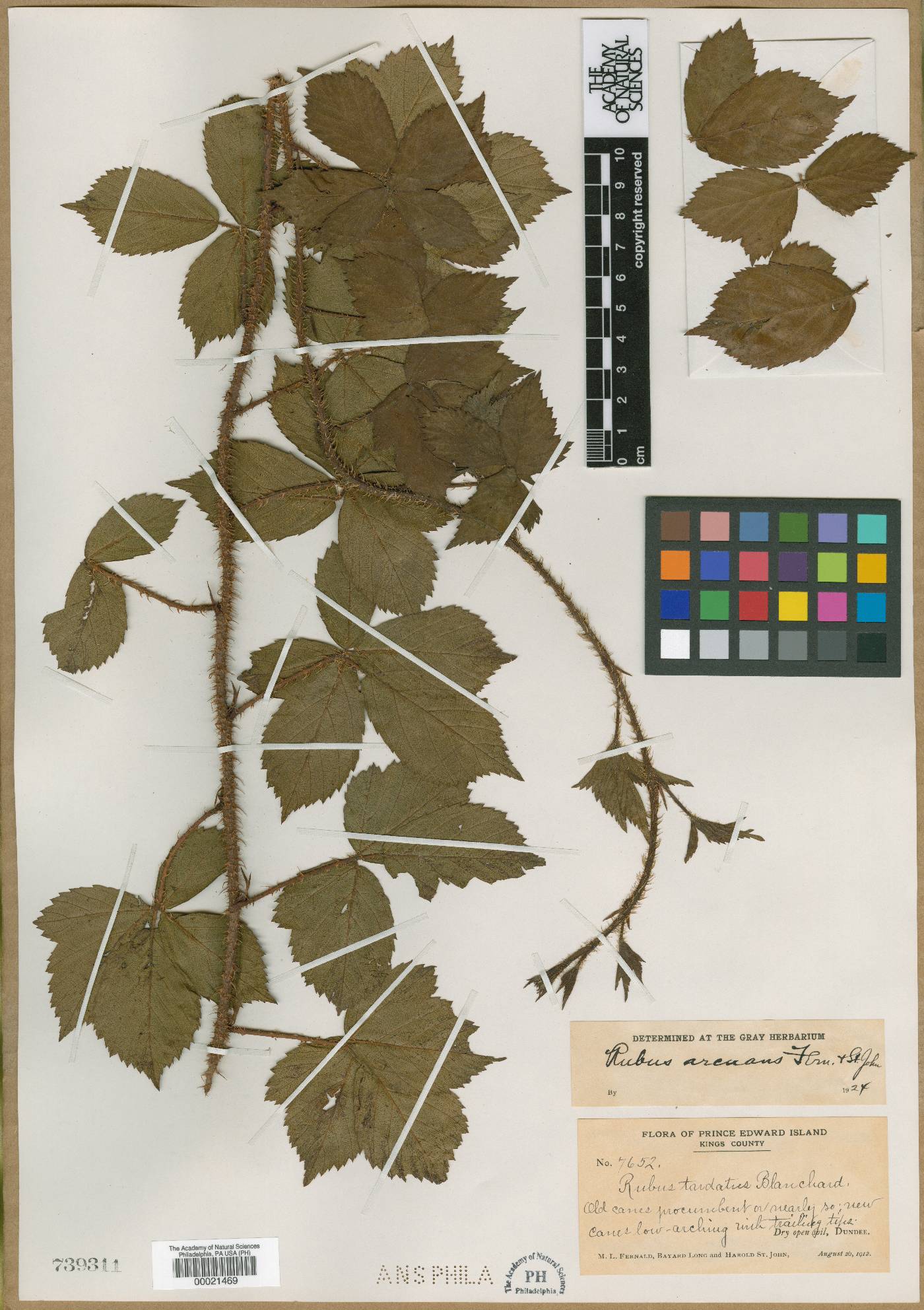 Rubus arcuans image