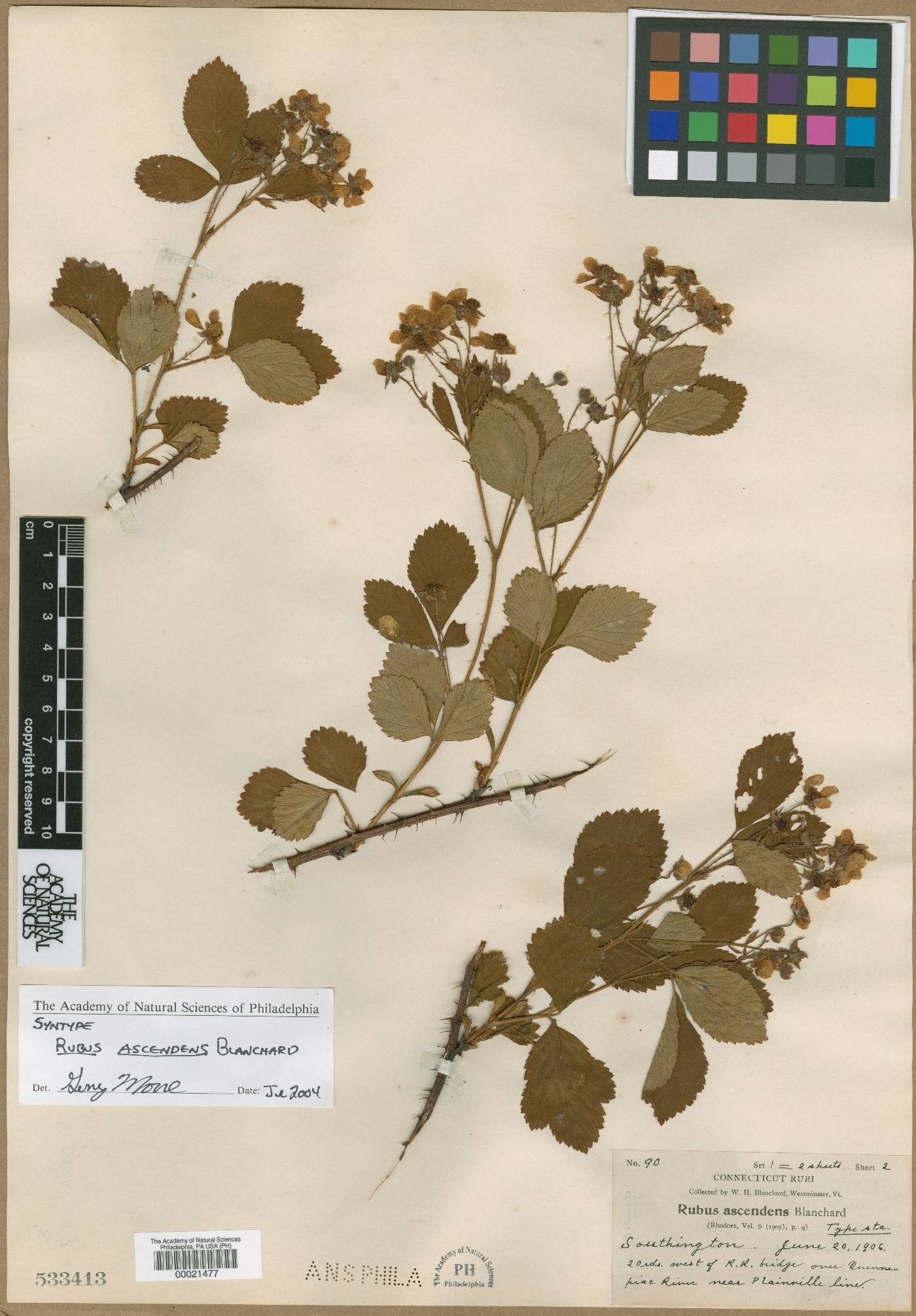 Rubus ascendens image