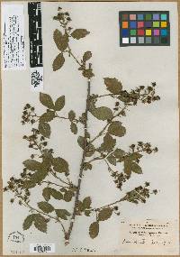Rubus biformispinus image