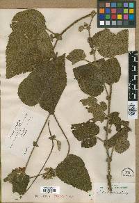 Rubus bullatus image