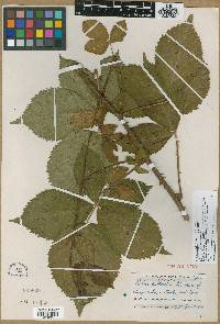 Rubus cathartium image