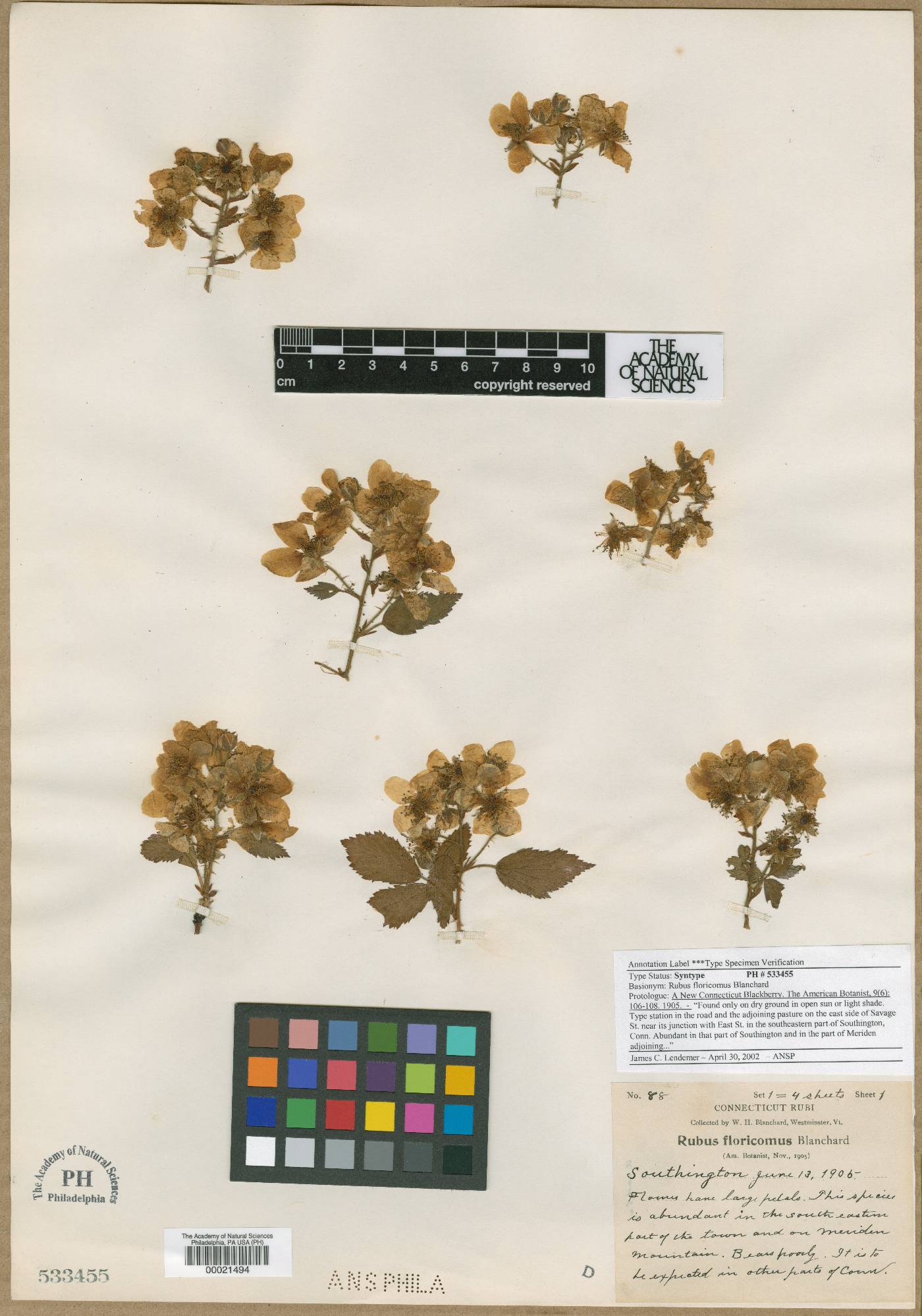 Rubus floricomus image