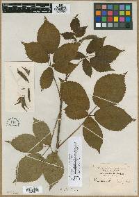 Rubus glandicaulis image